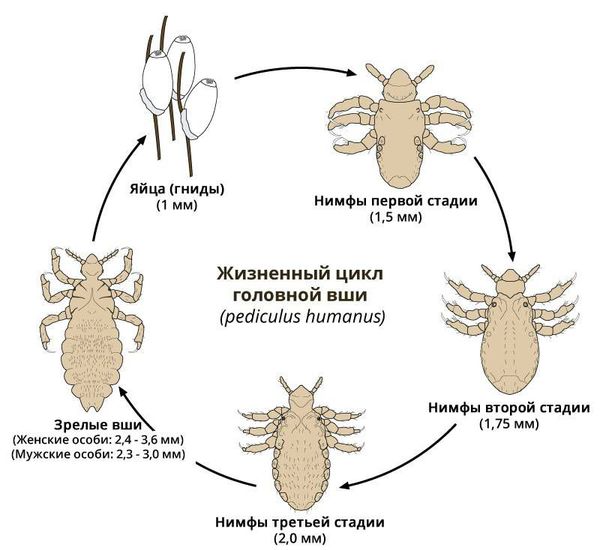 В отделе медико-социальной помощи состоялось плановое занятие на тему "Педикулез".